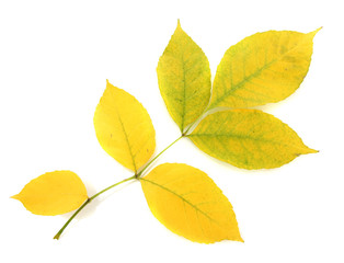 bright autumn leaves, isolated on white