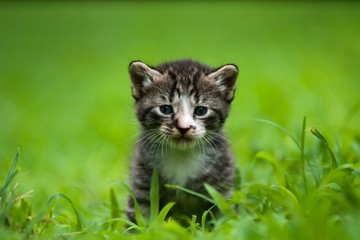 Naklejka na ściany i meble adorable kotek w trawie