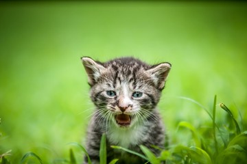 Naklejka na ściany i meble adorable kotek w trawie