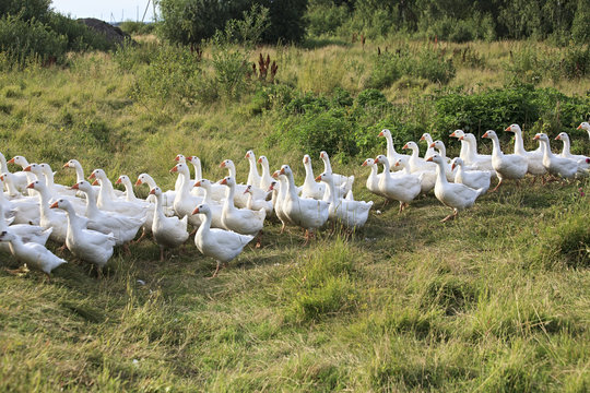 Herd geese coming home.