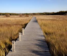 wooden footbridge across the wetland against a blue sky at autum