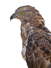 isolated on white eagle portrait