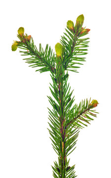 small fir branch isolated on white