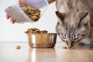 Woman feeding hungry pet cat