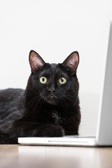 Comical portret of Intelligent successfull black business cat ly