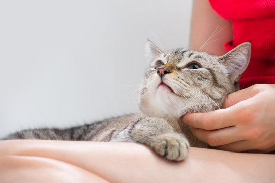 Young Woman Holding Beautiful Tabby Looking Up Cat, Relaxed On G