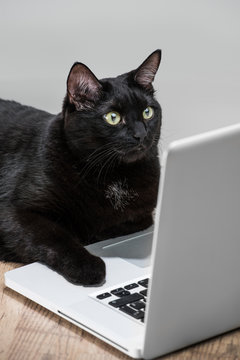 Comical portret of Intelligent successfull black business cat ly