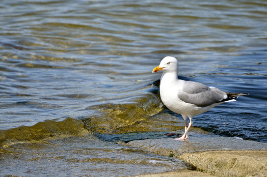 Herring gull (Larus argentatus) standing near of water