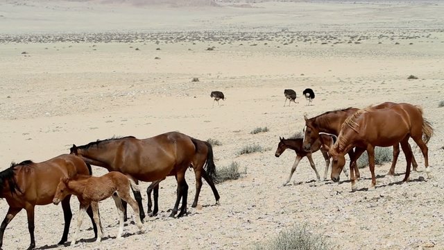 horse herd landscape