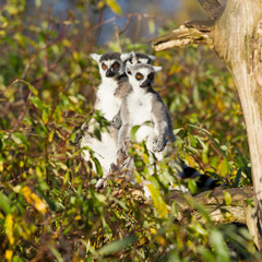 Ring-tailed lemur (Lemur catta)