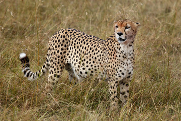 cheetah
