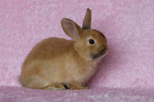 Young mini-lop rabbit on pink background