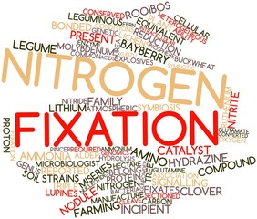 Word cloud for Nitrogen fixation