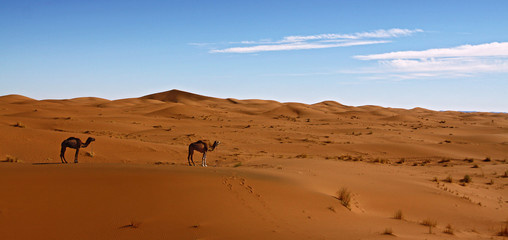 Fototapeta na wymiar Wielbłądy na pustyni