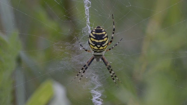 Wespenspinne, Zebraspinne, Tigerspinne, Seidenbandspinne