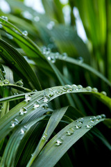 water drops on the green grass