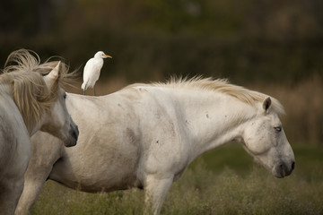White horses of Camargue, Provence, France