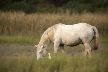 White horses of Camargue, Provence, France