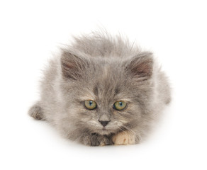 gray kitten