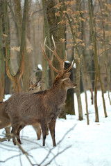 Fototapeta premium Deer is in the winter forest