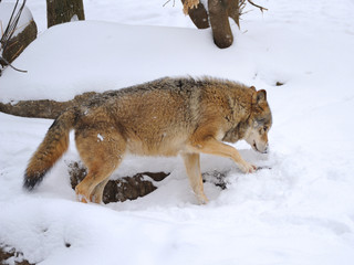 Beautiful wild gray wolf in winter