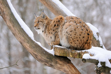 Lynx in winter