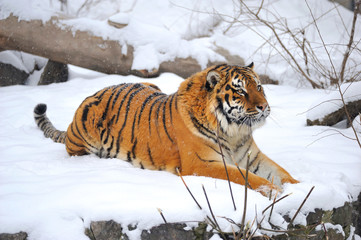 Fototapeta premium Siberian tiger what sits on snow