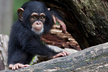 Baby chimpanzee