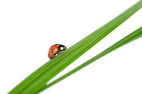 Ladybug on a green blade of grass - Powered by Adobe