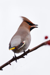 Bohemian Waxwing