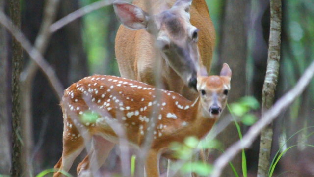 Whitetail Deer Fawn