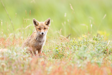 red fox cub