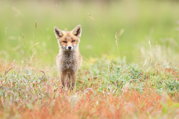 red fox cub