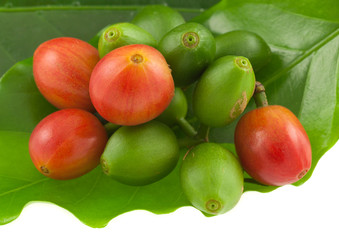 cerises de café
