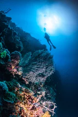 Wall murals Diving diver on a reef