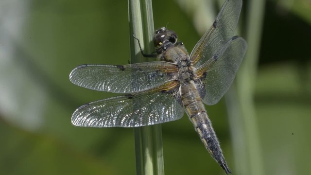 Vierfleck, Libellula quadrimaculata