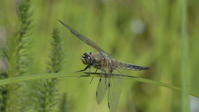 Vierfleck, Libellula quadrimaculata