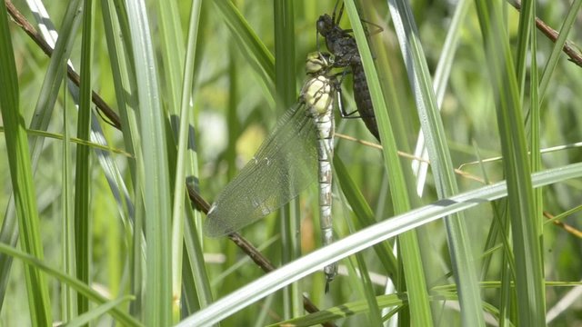 Blaugr&uuml;ne Mosaikjungfer schl&uuml;pft, Aeshna cyanea