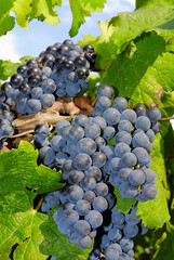 Grapes in a vineyard in Italy