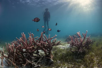 Gordijnen diver on a reef © paulcowell