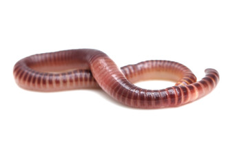 earthworm on a white background