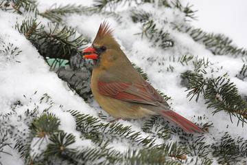 Cardinal In Snow