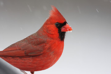 Cardinal On A Perch