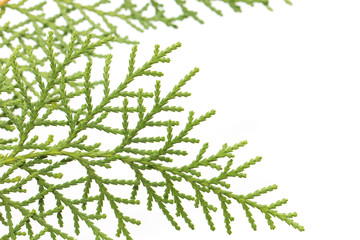 thuja on white background. macro