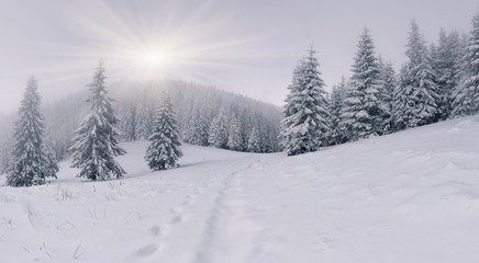 Fototapeta premium Foggy winter landscape in the mountain forest