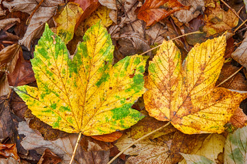 Herbstblätter
