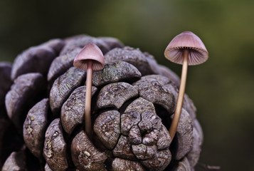 Two mushrooms on pine cone