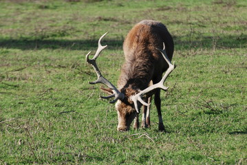 cerf