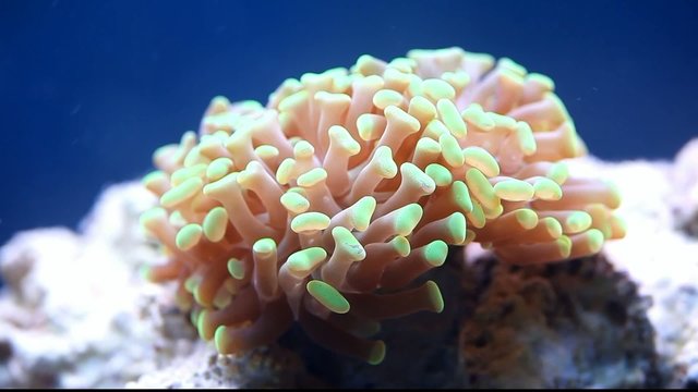 Hammerkoralle Euphyllia ancora