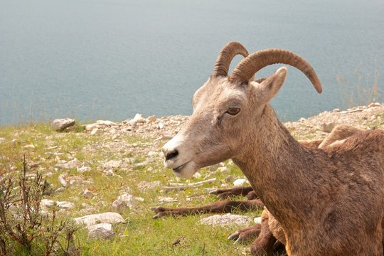 Female Big Horn Sheep At A Lake